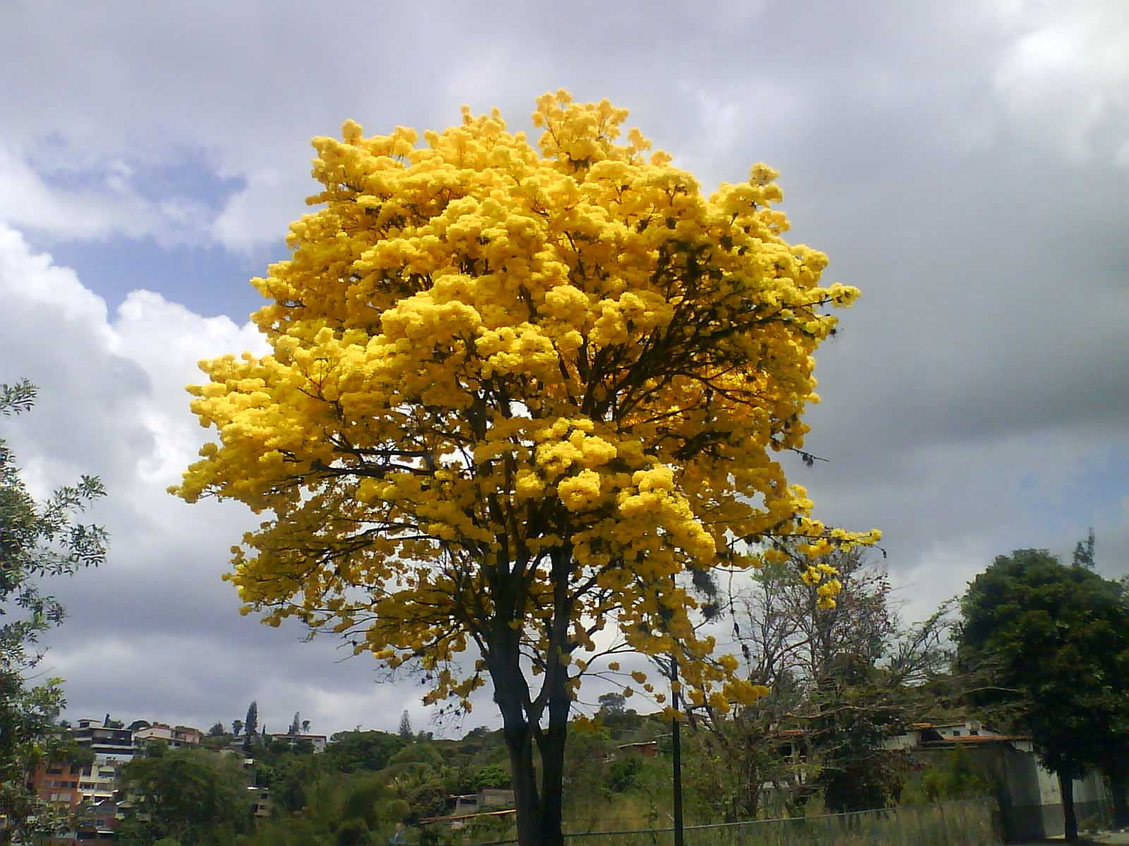  Global-. El último domingo de mayo se celebra del Día del Arbol ...