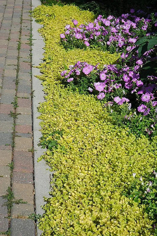 Golden Creeping Jenny (Lysimachia nummularia 'Aurea') in Wilmette ...