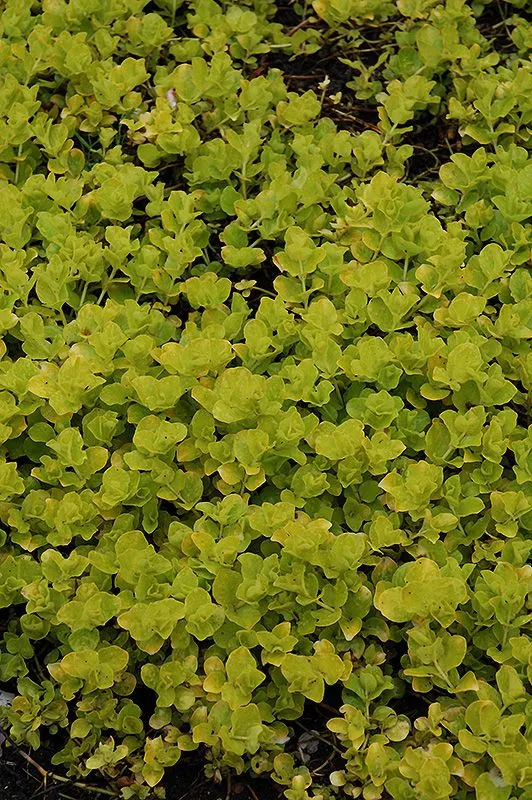 Golden Creeping Jenny (Lysimachia nummularia 'Aurea') in Wilmette ...