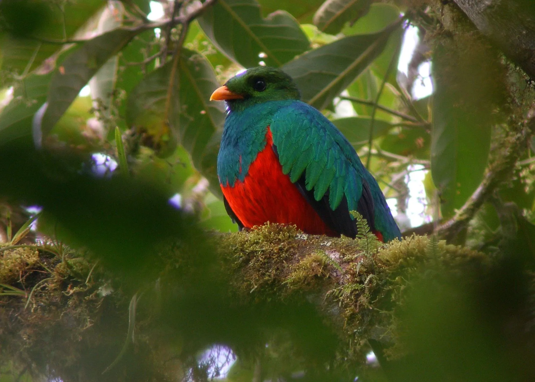 Golden-headed Quetzal (Pharomachrus auriceps) | Flickr - Photo ...