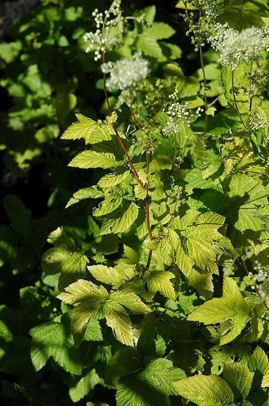 Golden Queen Of The Meadow (Filipendula ulmaria 'Aurea') in ...