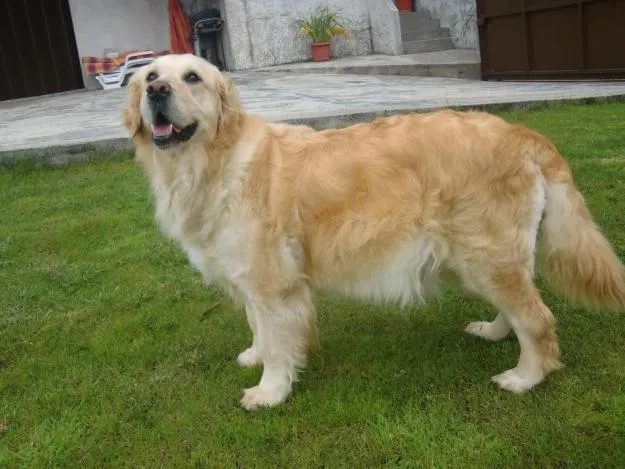 Golden Retriever