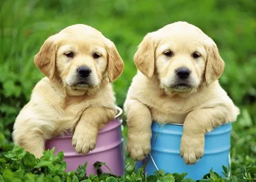 Golden Retriever - La mejor comida para tu Mascota - tupienso ...