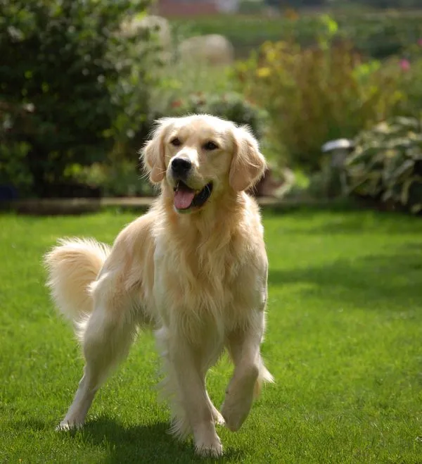 Golden Retriever - Información | Amor De Perro