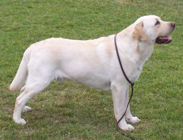 Golden Retriever x Labrador: Uma escolha difícil… | Mundo Golden ...