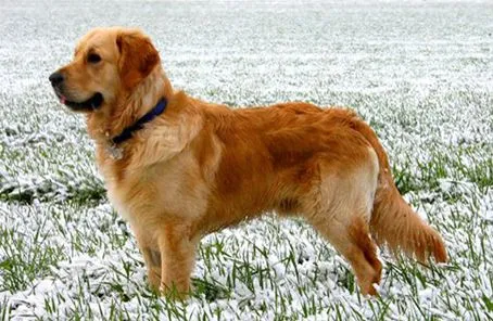 Golden Retriever | Perros Golden Retriever| Razas de perros