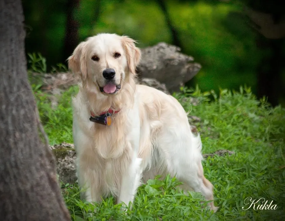 Golden Retriever Puppies,Cream,Blonde,NJ,CA,MD,NY,PA,DE,CT,MA,RI ...