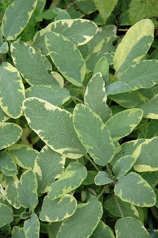 Golden Sage (Salvia officinalis 'Aurea') in Wilmette Chicago ...