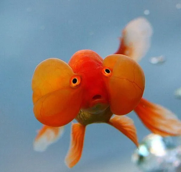 Goldfish