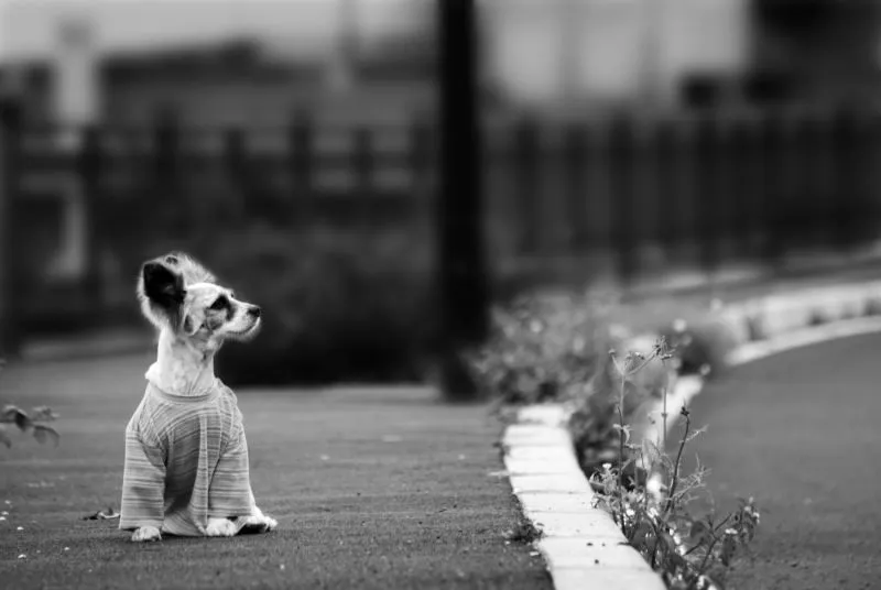 Goli: La transgresión a la naturaleza... y tristes realidades