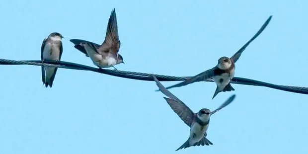 Golondrinas volando - Imagui