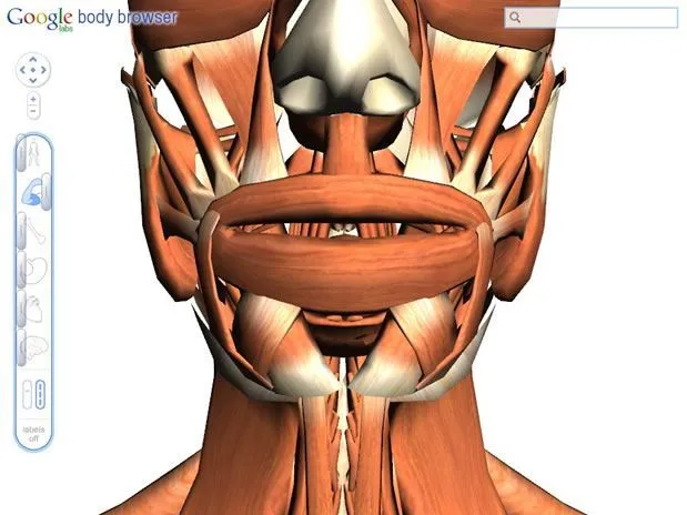 Google lanzó un navegador del Cuerpo Humano | Rodrigo's Blog