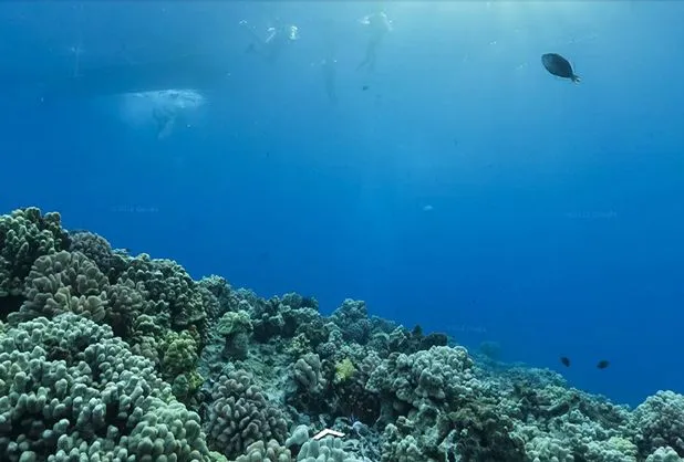 Google Maps presenta... el fondo marino | Alto Nivel