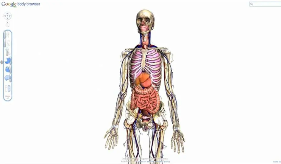 Google prepara un Google Earth del cuerpo humano - 20minutos.