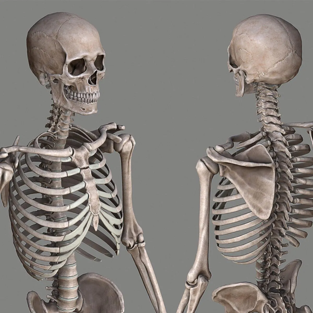 Google | Tutorial | cómo activar el esqueleto humano en 3D desde tu celular  | How to active skeleton human body in smartphone | Realidad aumentada |  Descargar | Download | Aplicaciones |