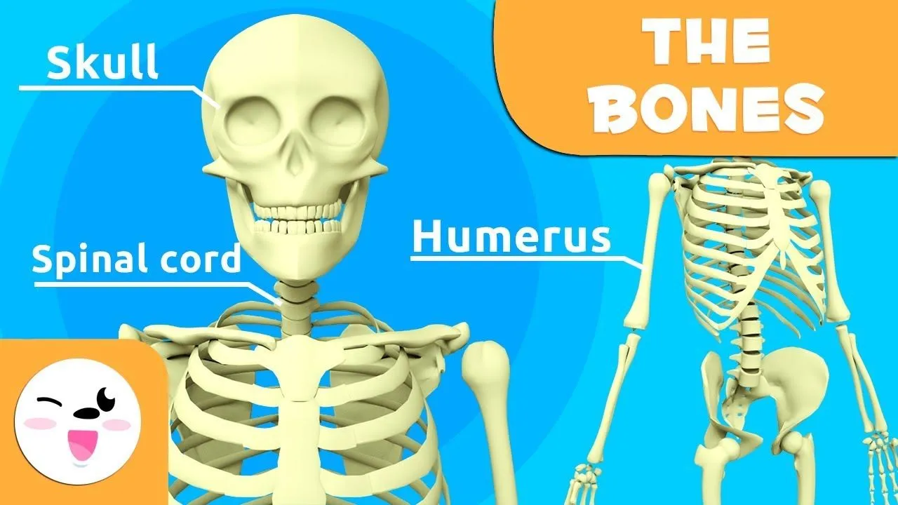 Google | Tutorial | cómo activar el esqueleto humano en 3D desde tu celular  | How to active skeleton human body in smartphone | Realidad aumentada |  Descargar | Download | Aplicaciones |