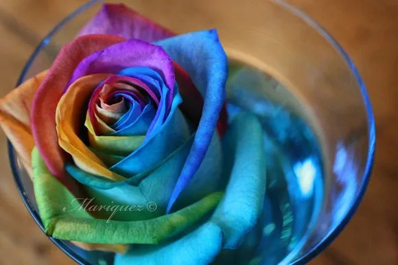 Gorgeous Rose Pictures