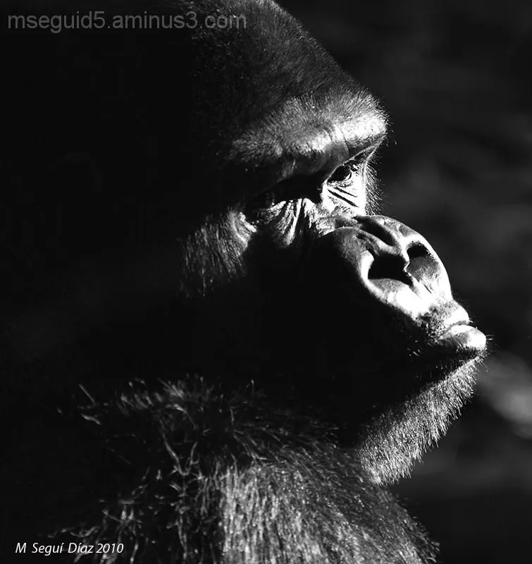 Gorila en blanco y negro - Animal & Insect Photos - Mateu's Photoblog