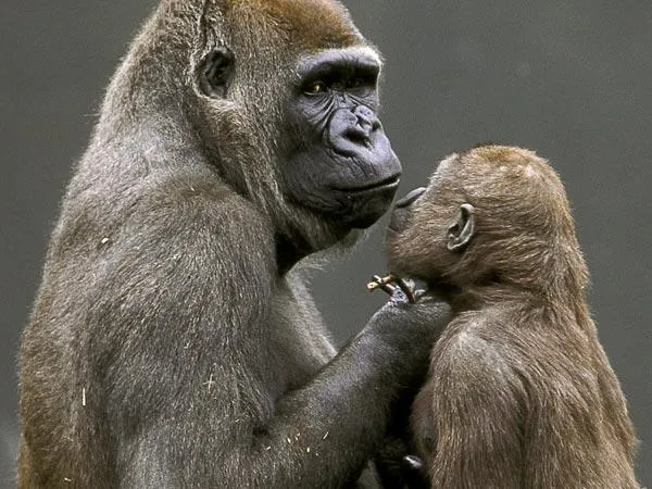 Los gorilas se comunican con sus bebés mediante gestos | Carmen ...