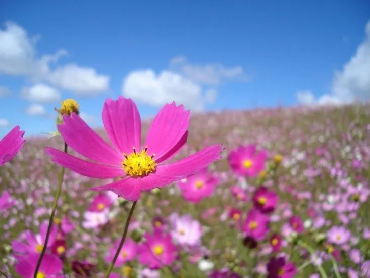 Gosto de plantar flores em campos de aço