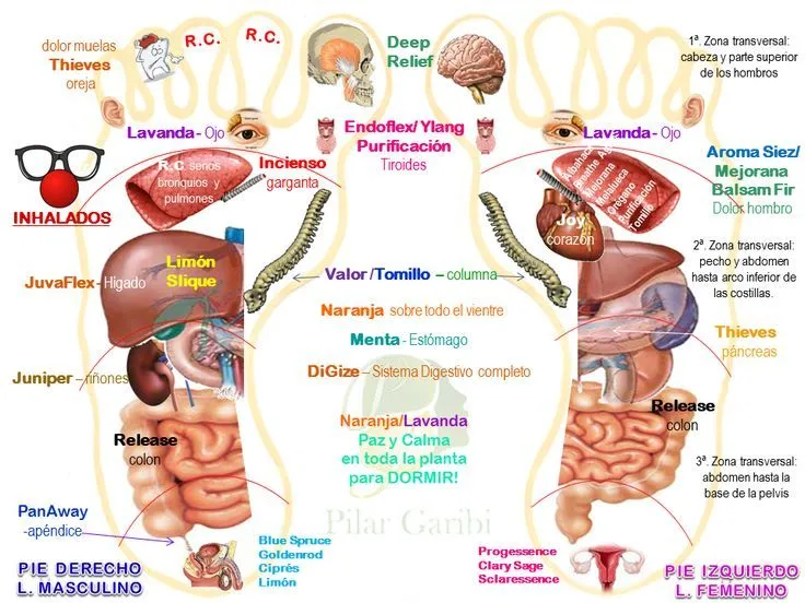 GOTA DE LLUVIA-masaje. Puntos VitaFlex y órganos en la planta de ...