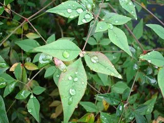 Gotas de agua en hojas de arbol