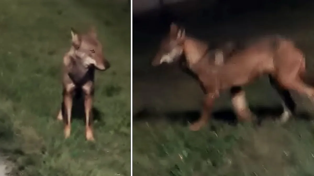 Graba cómo un lobo intenta llevarse al perro que está paseando