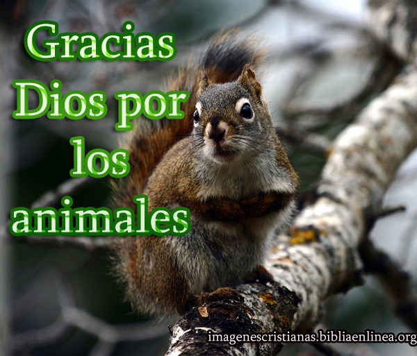 Imagenes cristianas con animales - Imagui