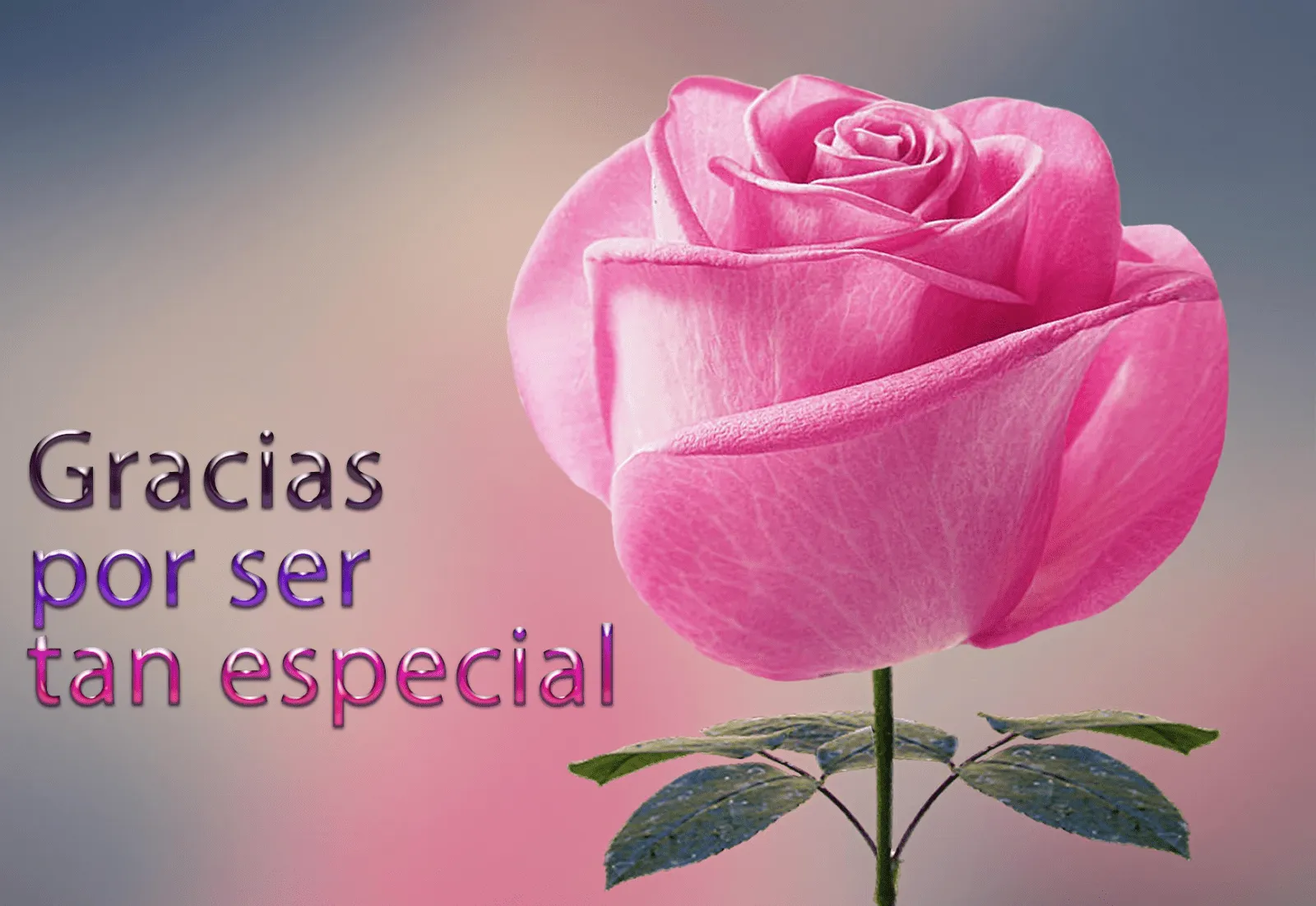 Gracias por ser tan especial (Rosa con mensaje para compartir ...