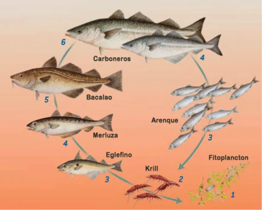 Cadena alimenticia marina con nombres - Imagui