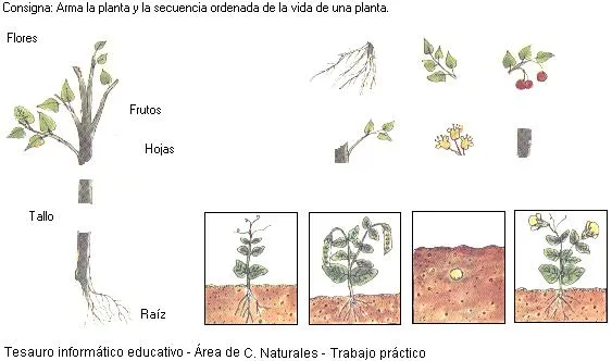 Primer Grado - Etapas de la vida de una planta | Escuela 21 D.E. 8