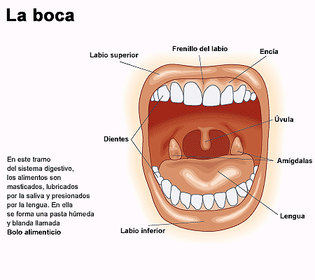 Grafico de la boca con sus partes - Imagui