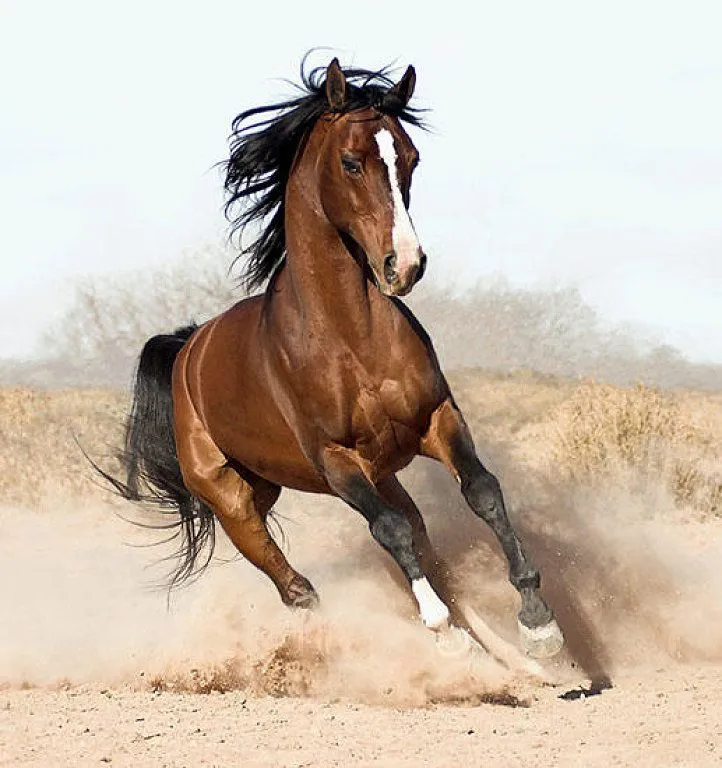 graficos caballos punto cruz | Aprender manualidades es facilisimo.