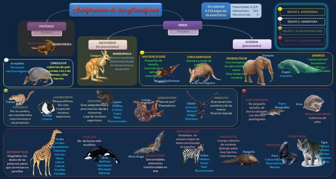  ... , gráficos y mapas conceptuales: Clasificación de los Mamíferos