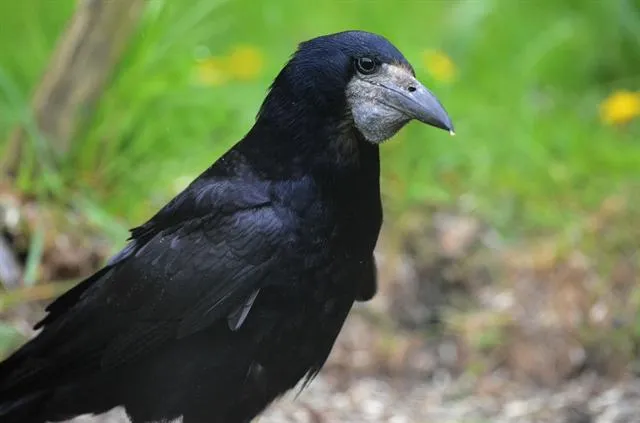 Graja (Corvus frugilegus) Biopix foto/imagen 99216