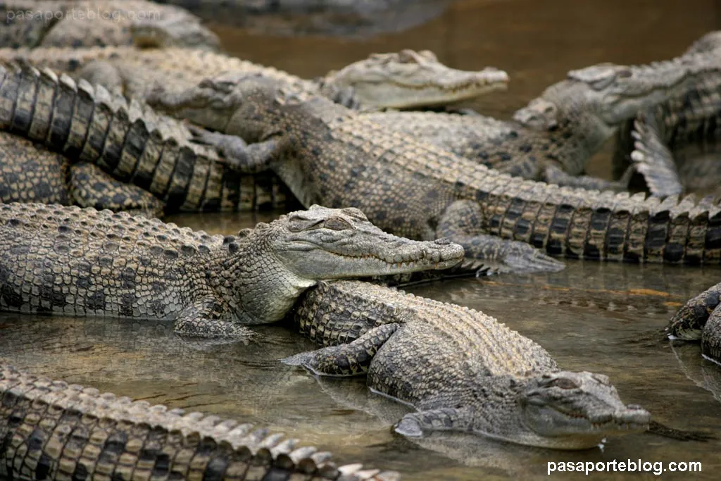 Granja de Cocodrilos, Cairns, Australia