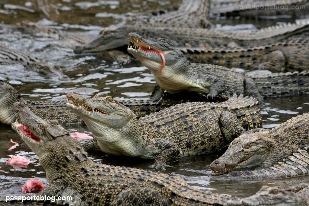 Granja de Cocodrilos, Cairns, Australia