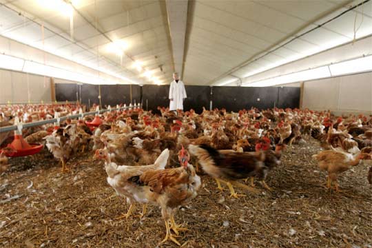 Granja de pollos en Janze, Francia | Edición impresa | EL PAÍS