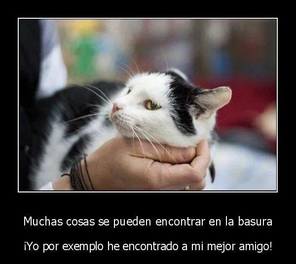 Frases de amor con imágenes de animales - Imagui