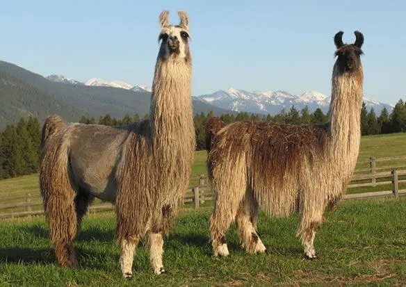 Great Northern Ranch, Llamas