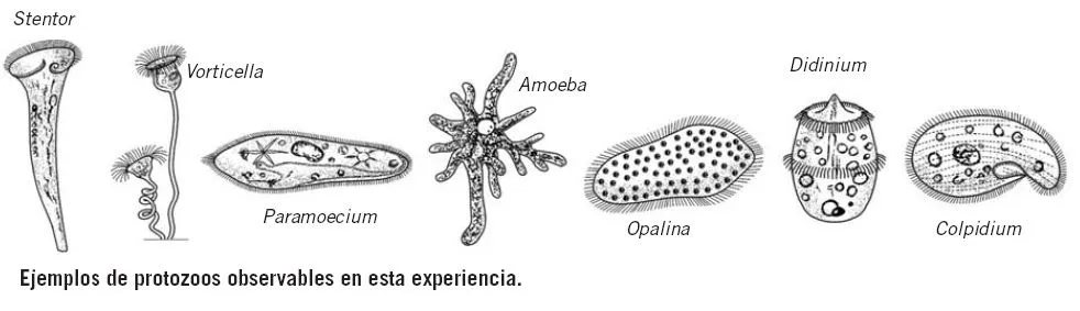 El Greco-Blog de Ciencias Naturales 1ºESO: PRACTICA Nº2 ...