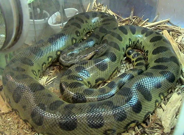 Green Anaconda (Eunectes murinus) - FactSheet