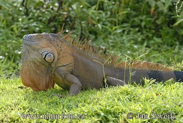 Green Iguana Photos, Green Iguana Images | NaturePhoto-