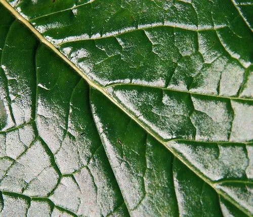 Green Leaf Texture - Textura de Hoja Verde - a photo on Flickriver