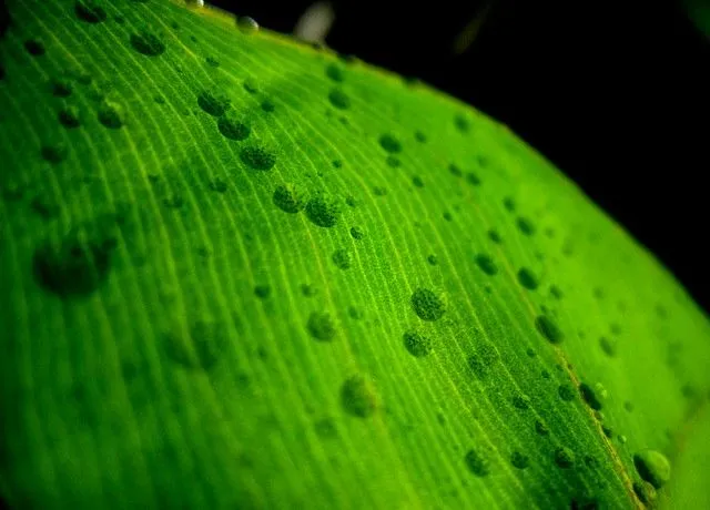 Green Textures 2 | Texturas verdes | Flickr - Photo Sharing!