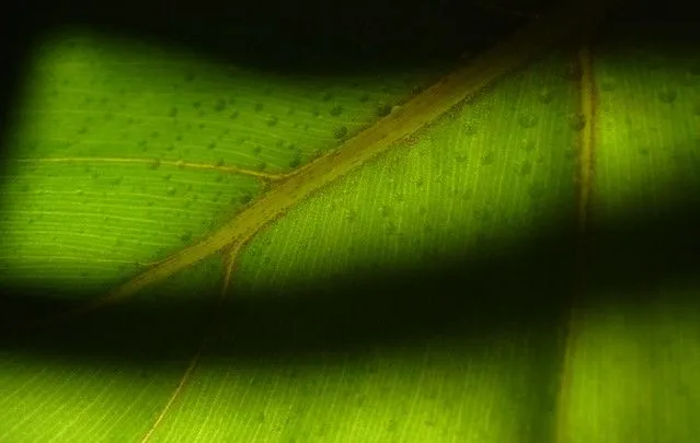 Green Textures 1 | Texturas verdes | Flickr - Photo Sharing!