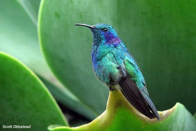 Green Violetear (Colibri thalassinus) | Flickr - Photo Sharing!