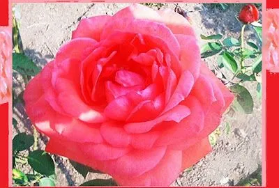  ... Greetinsg Cards /Pictures: Fotos de rosas con marcos, Imagenes Flores