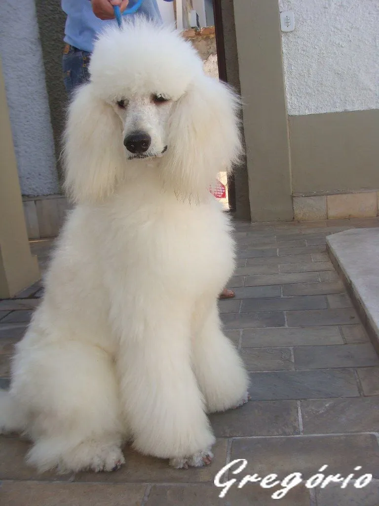 Gregório ( Poodle Gigante ) | Flickr - Photo Sharing!