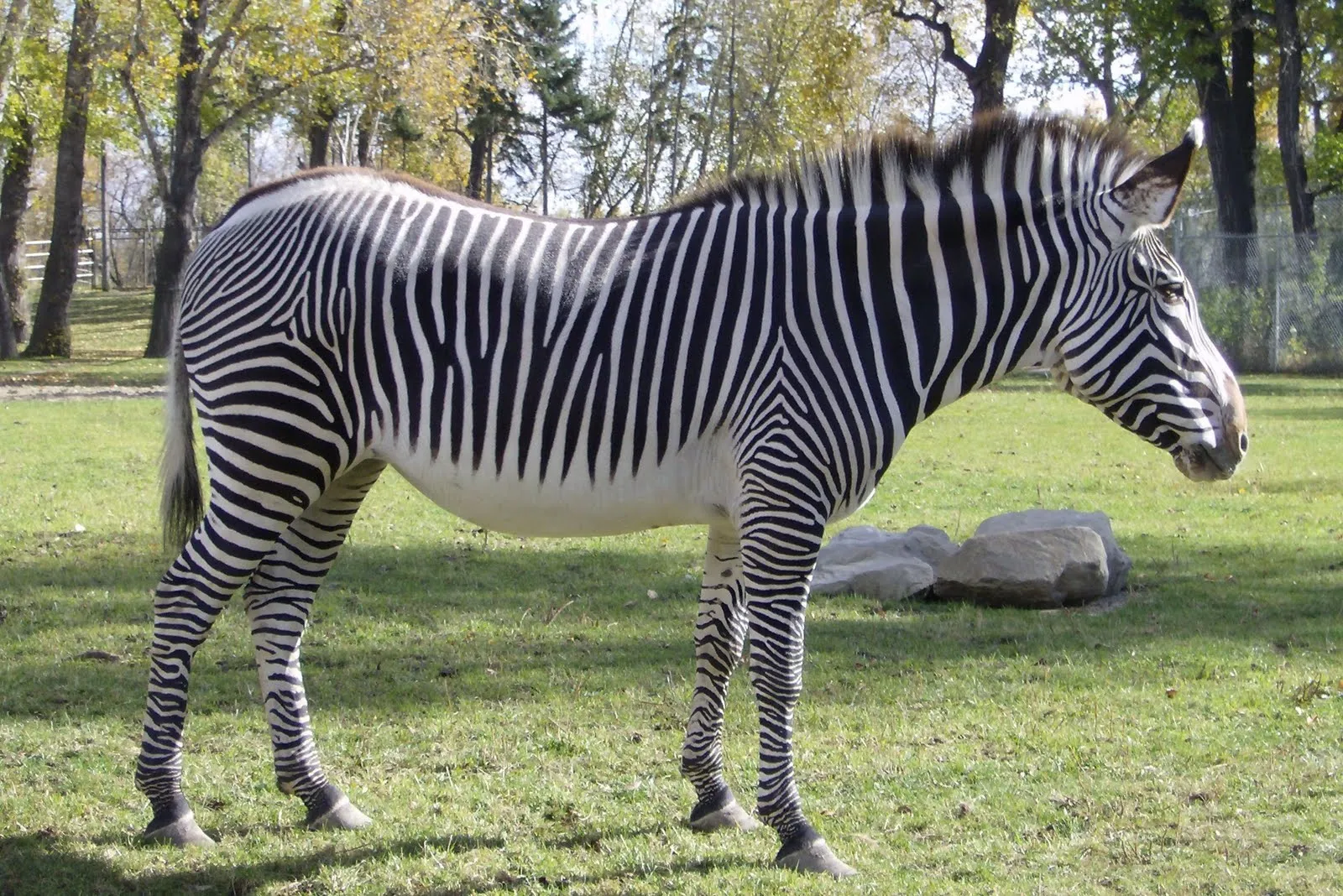 Grevy's Zebra